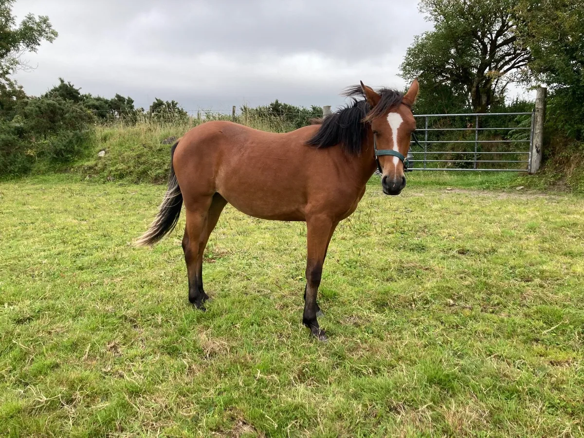 Pony - Image 1