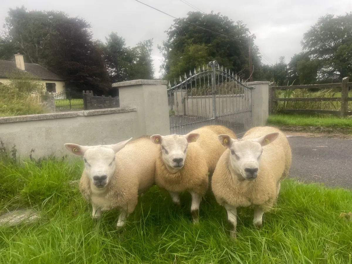 4 SIS Texel ram lambs ⭐️ ⭐️⭐️⭐️ - Image 1