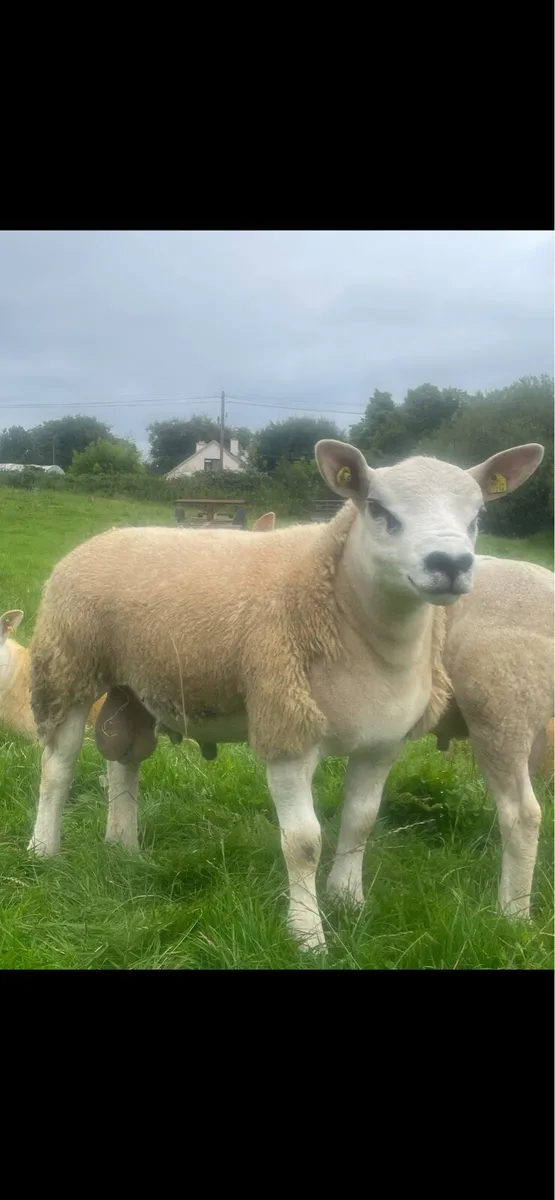 4 SIS Texel ram lambs ⭐️ ⭐️⭐️⭐️ - Image 2