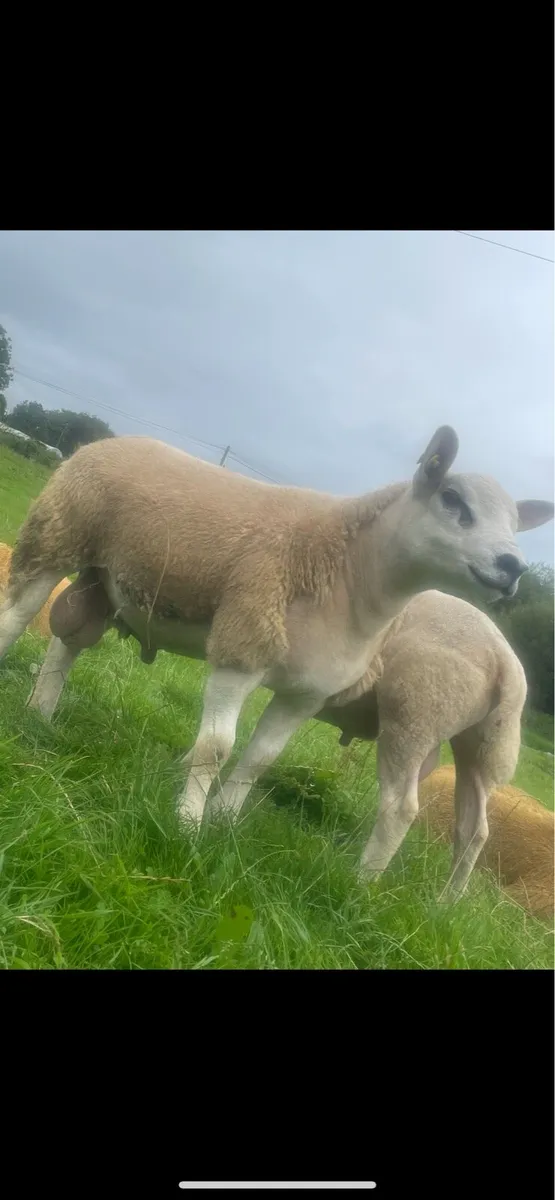 4 SIS Texel ram lambs ⭐️ ⭐️⭐️⭐️ - Image 3