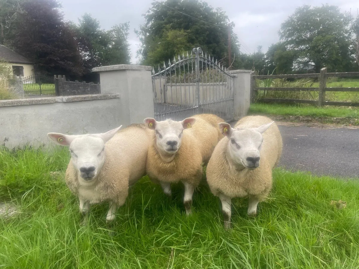 4 SIS Texel ram lambs ⭐️ ⭐️⭐️⭐️ - Image 4