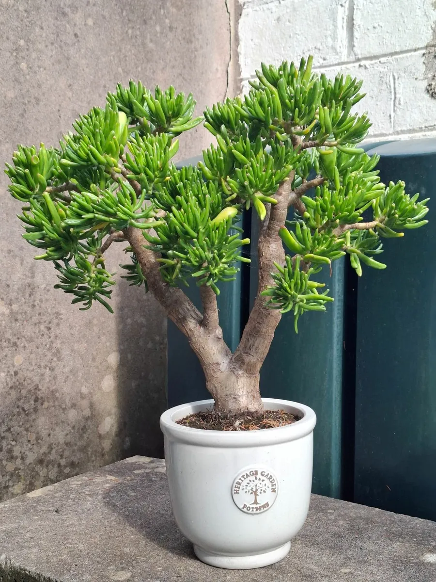 Jade plant-Crassula Ovata 'Hobbit - Image 1