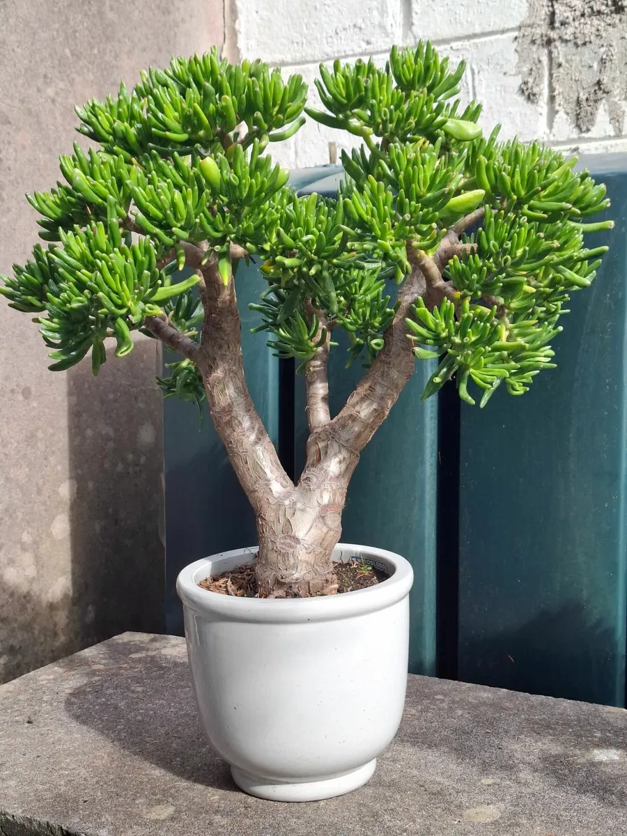 Jade plant-Crassula Ovata 'Hobbit - Image 2