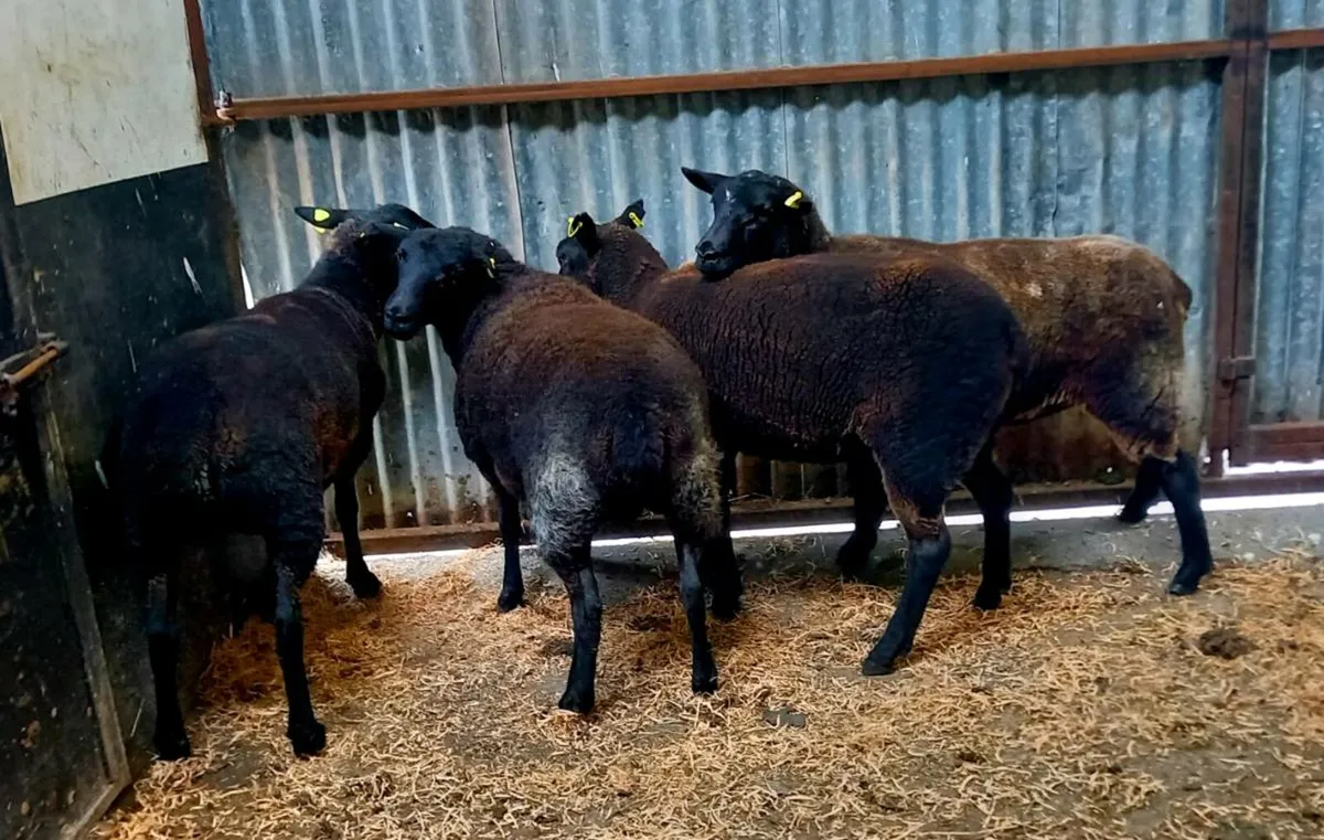 ZWARBLE CROSS EWE HOGGETS