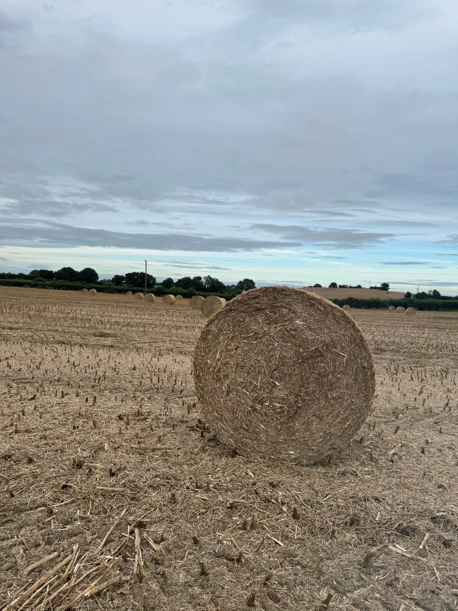 STRAW (osr 4x4) - Image 1