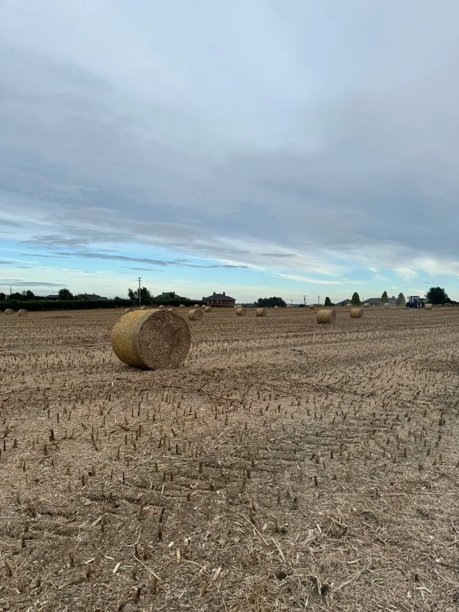 STRAW (osr 4x4) - Image 2