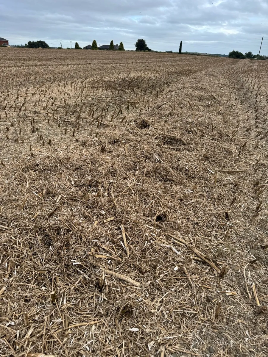 STRAW (osr 4x4) - Image 4