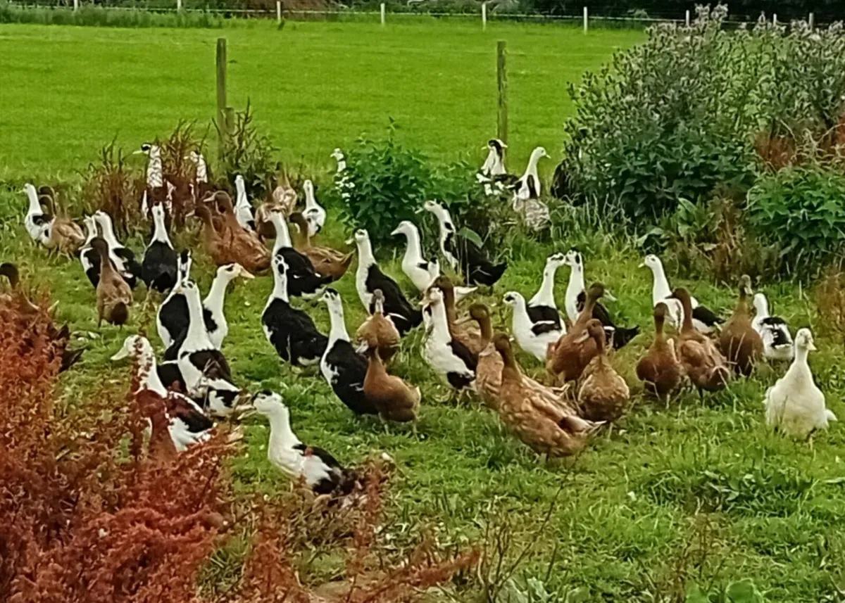 Ducks and Drakes - Image 3