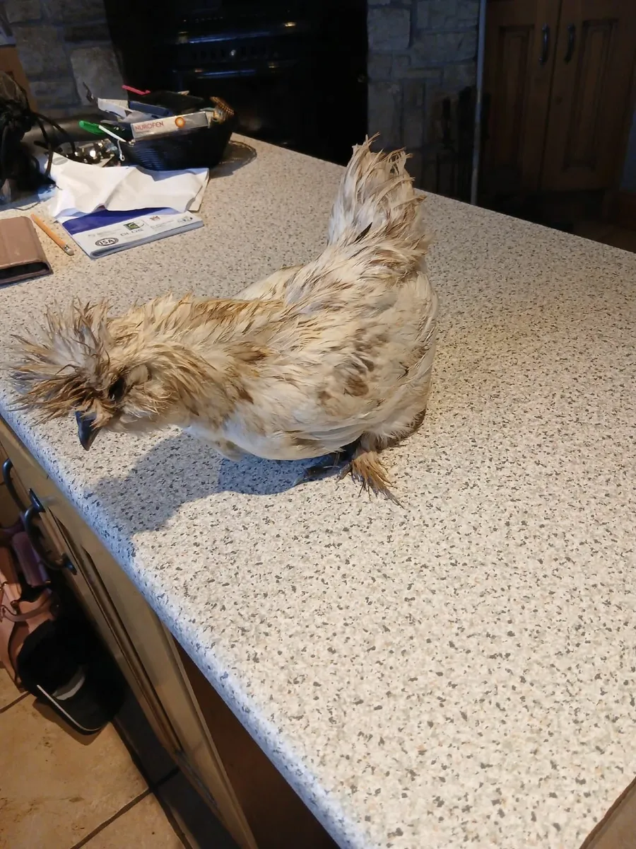 Hens - Image 2