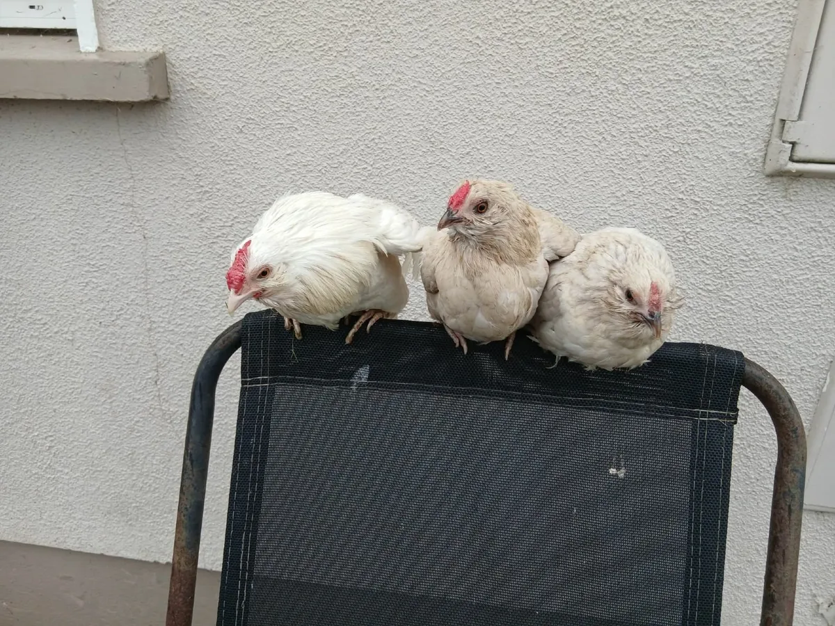Hens - Image 3