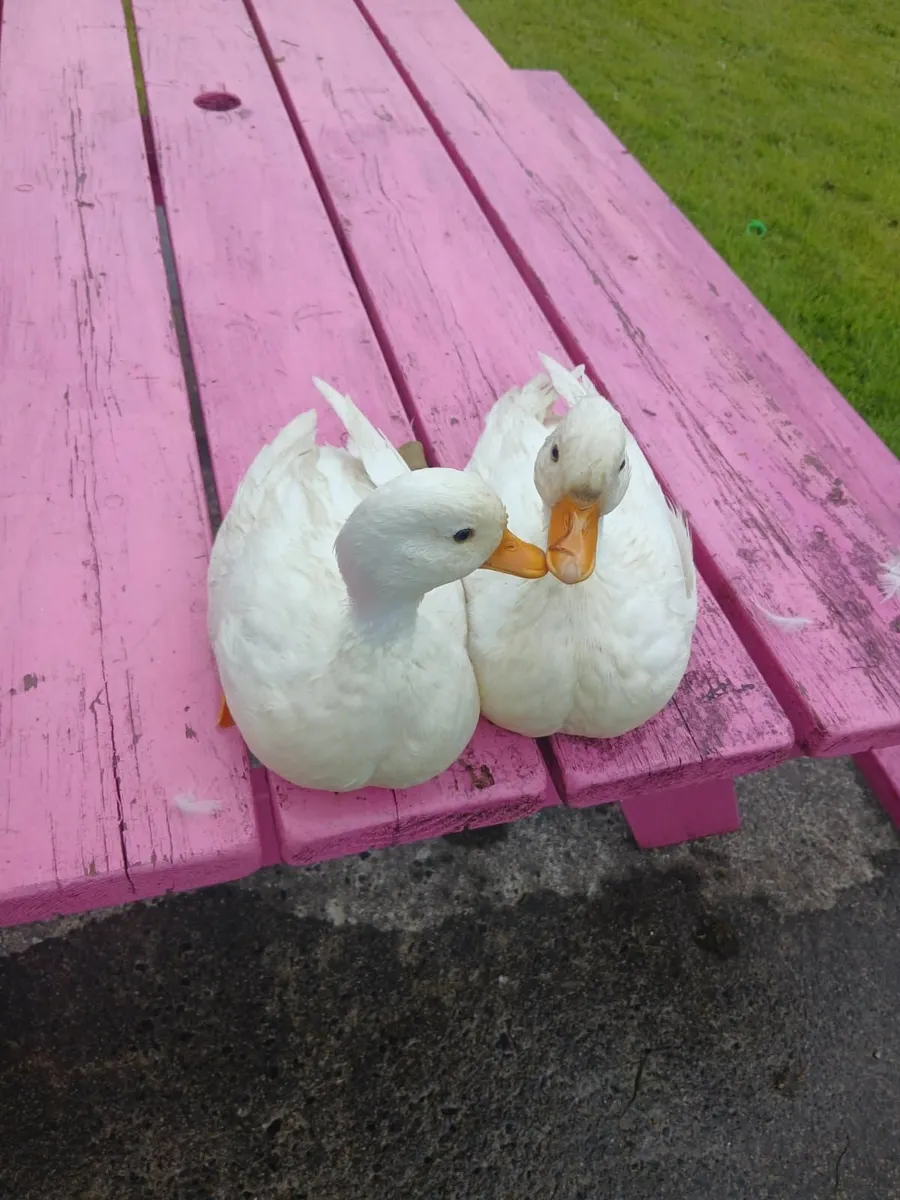 Hens - Image 1