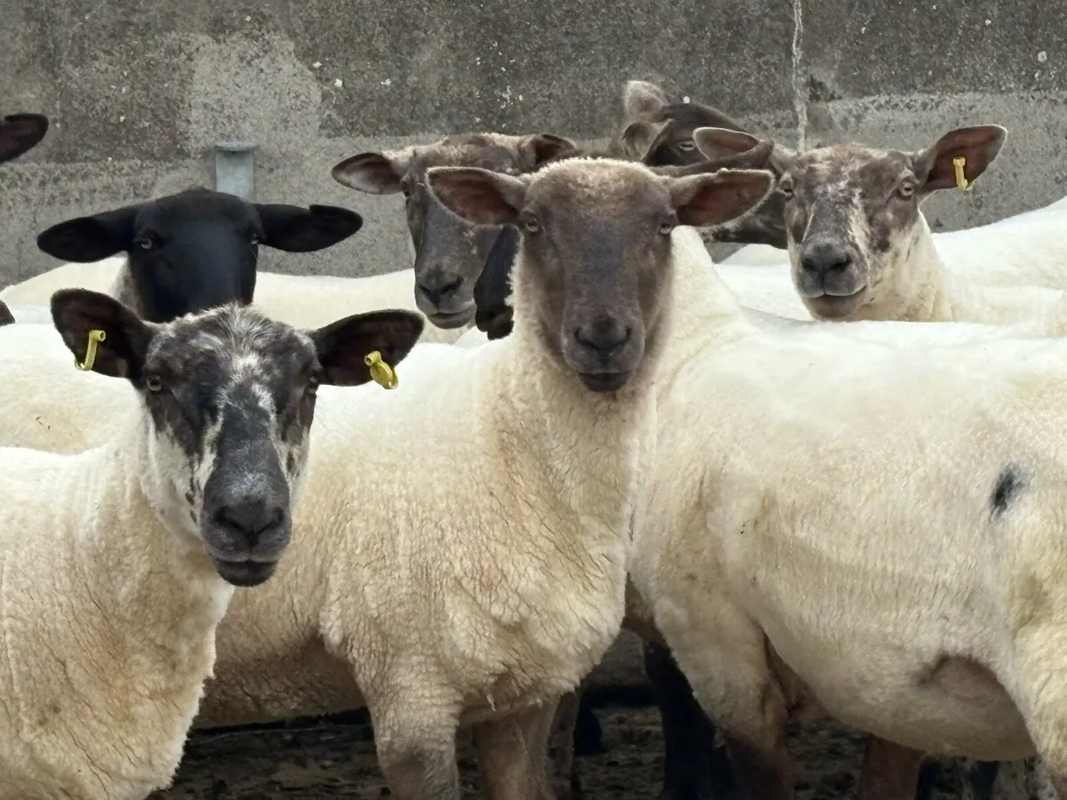 Suffolk cross hoggets - Image 1