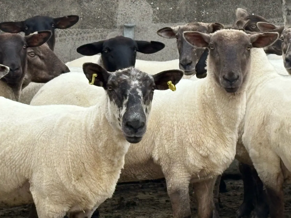 Suffolk cross hoggets - Image 2