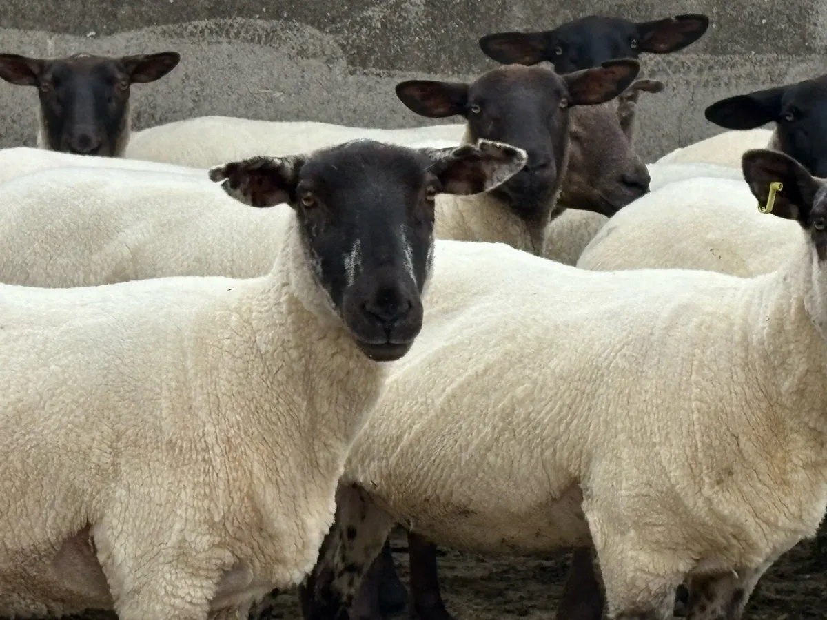 Suffolk cross hoggets - Image 3
