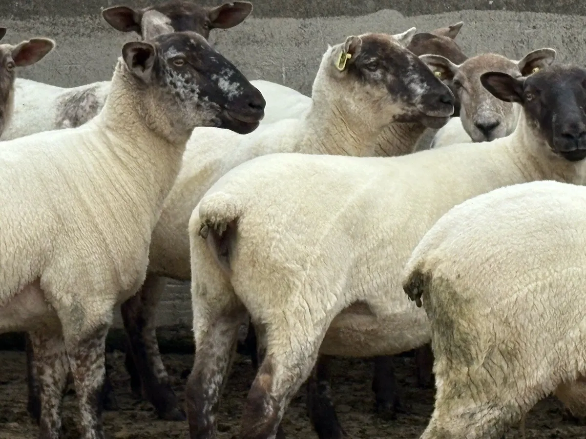 Suffolk cross hoggets - Image 4
