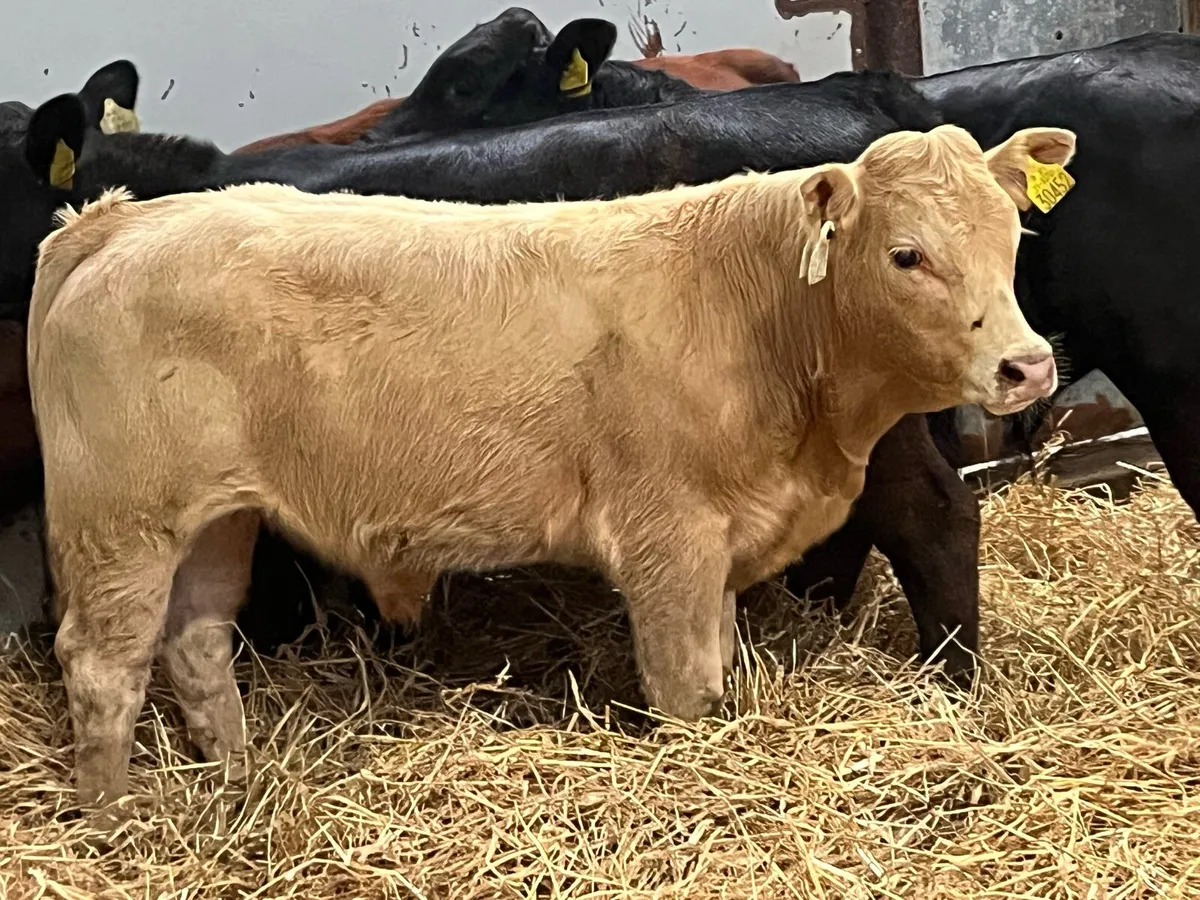 Super 240Kg CH & LIM Bull Weanlings - Image 1