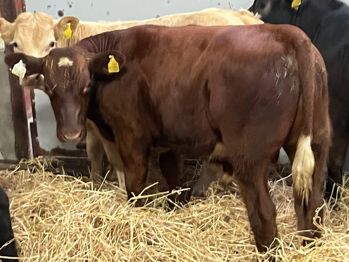 Super 240Kg CH & LIM Bull Weanlings - Image 2
