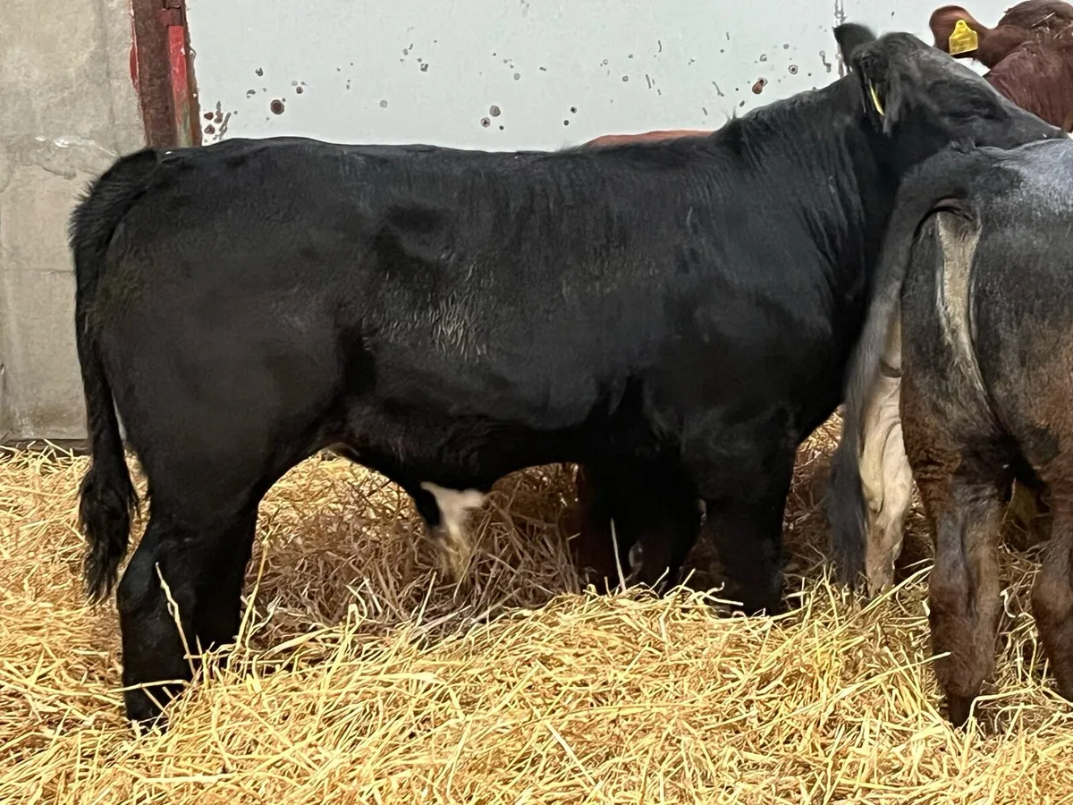 Super 240Kg CH & LIM Bull Weanlings - Image 3