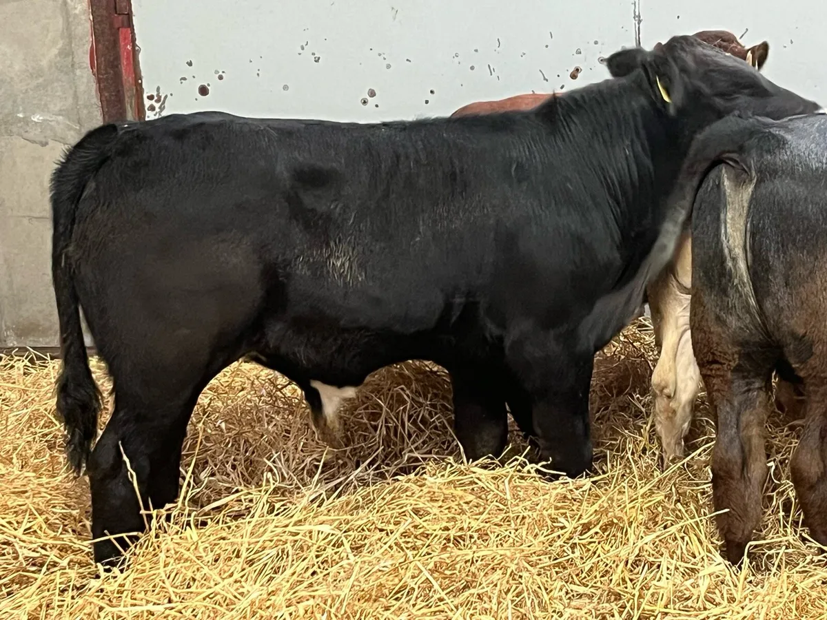 Super 240Kg CH & LIM Bull Weanlings - Image 4