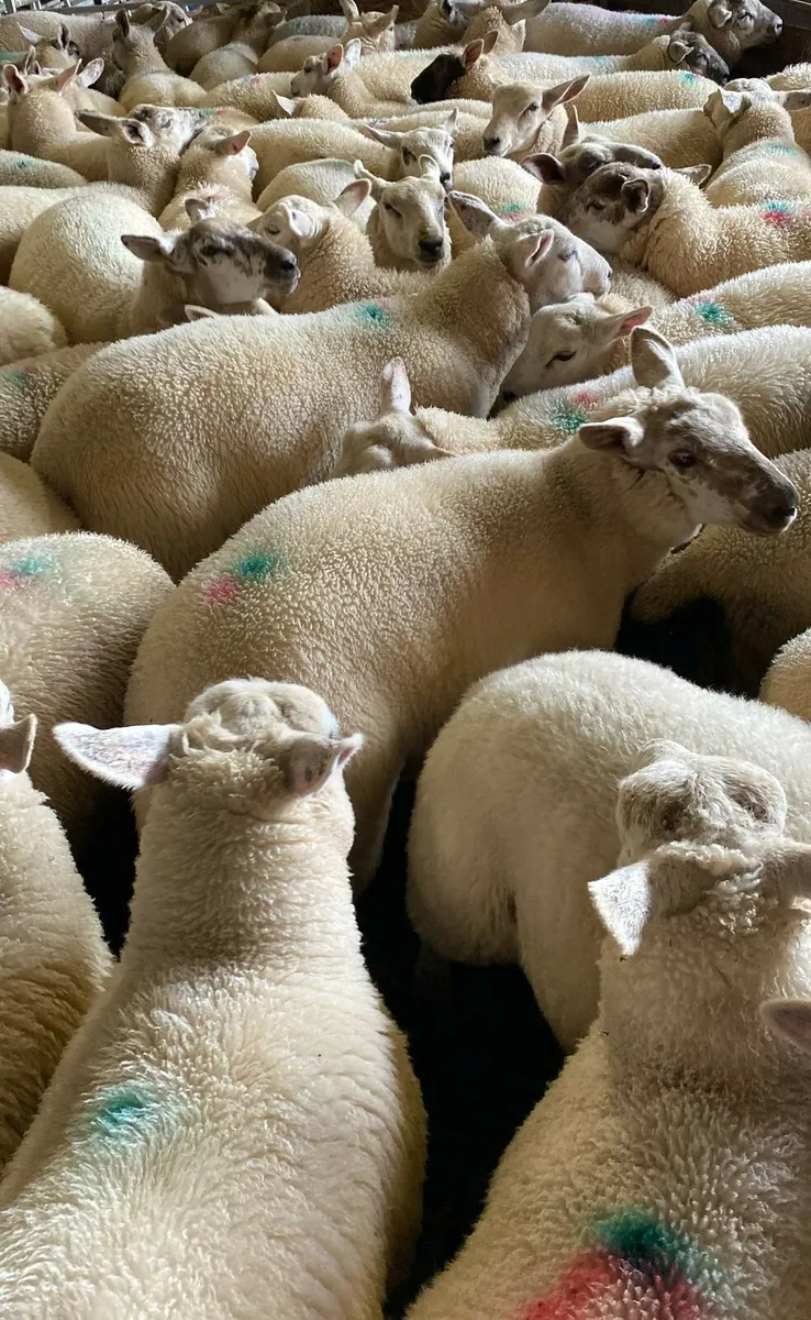 Store Lambs Ennis Mart
