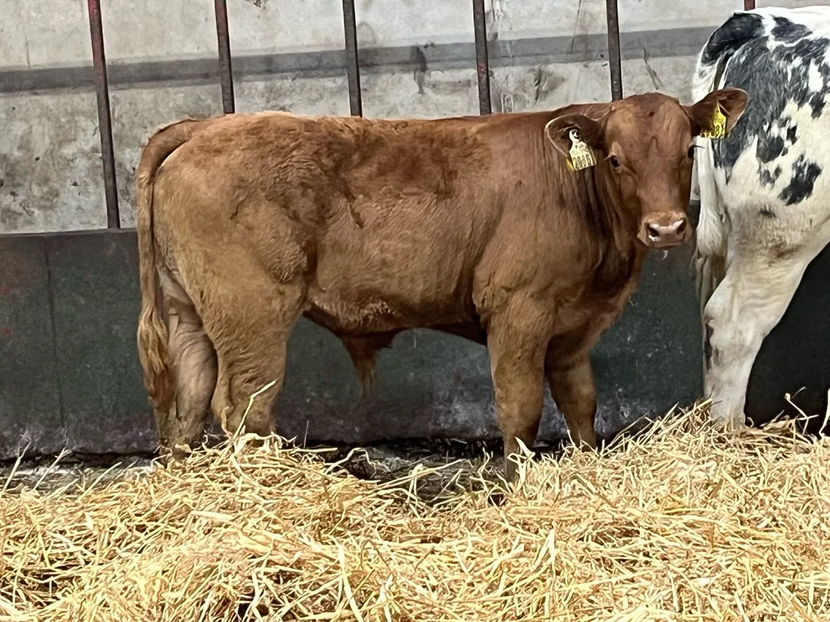 Super Red LIM Bull Calf - Image 1