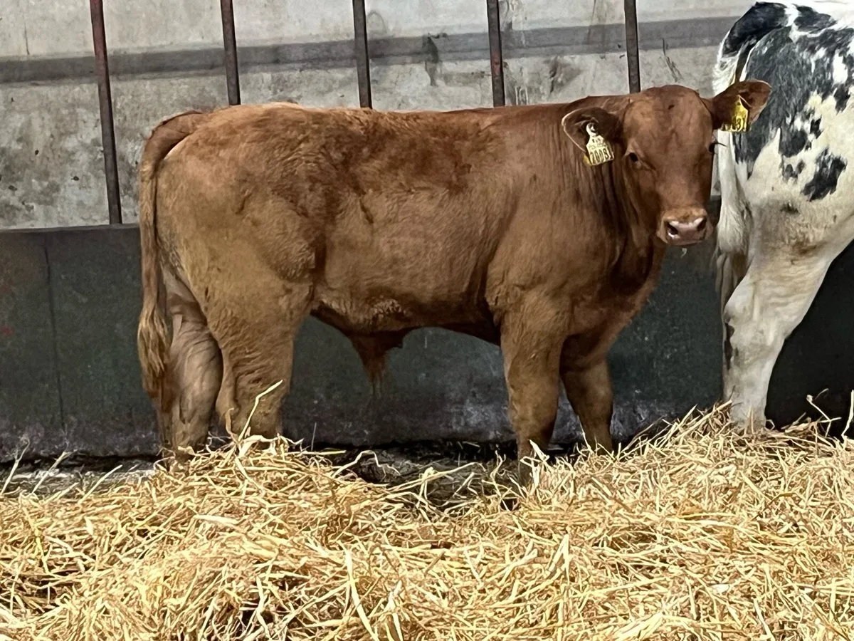 Super Red LIM Bull Calf - Image 2