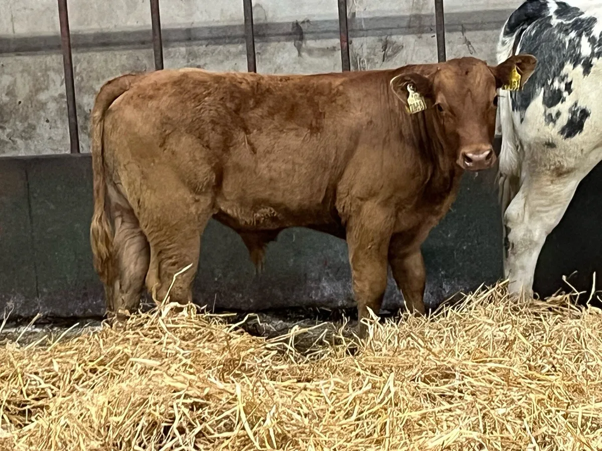 Super Red LIM Bull Calf - Image 3