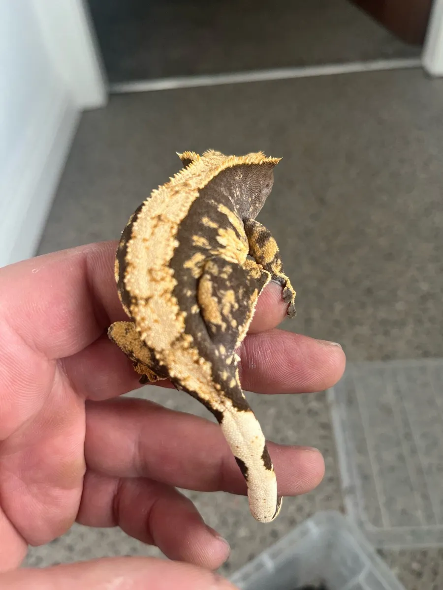 Crested gecko - Image 4