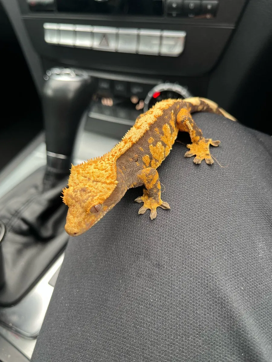 Crested gecko - Image 1