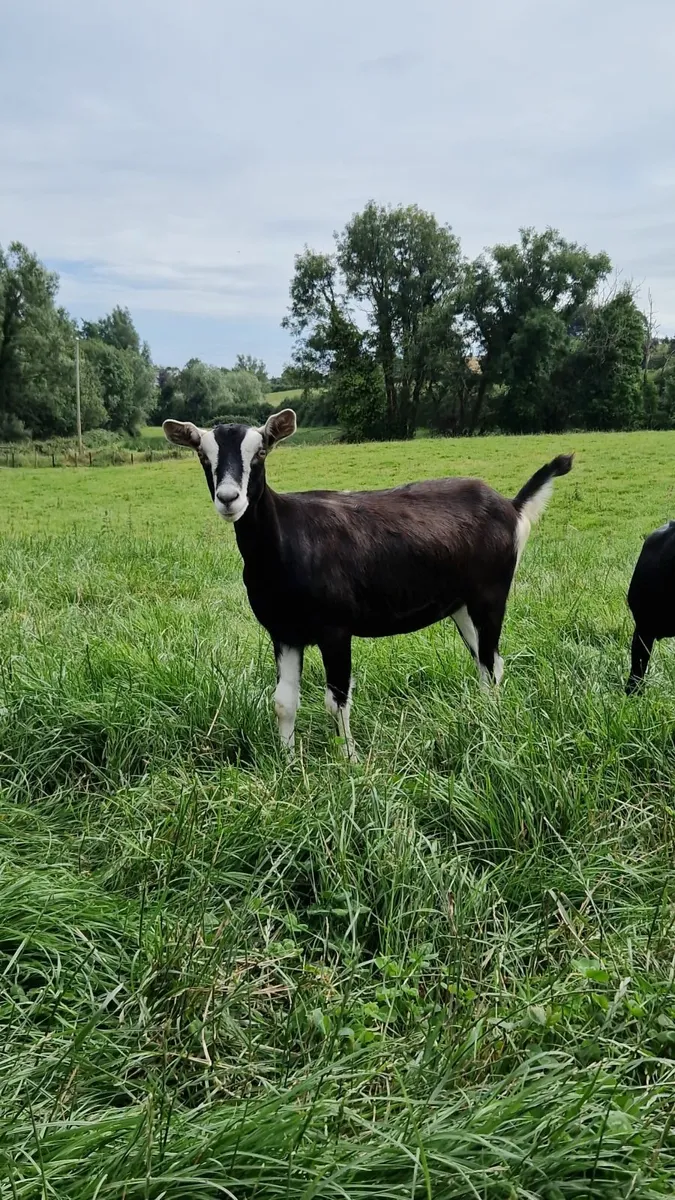 Pedigree Registered Alpine kid - Image 1