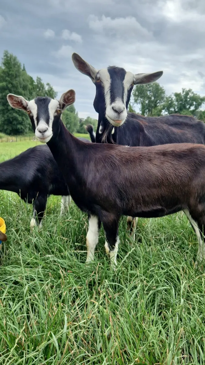Pedigree Registered Alpine kid - Image 3