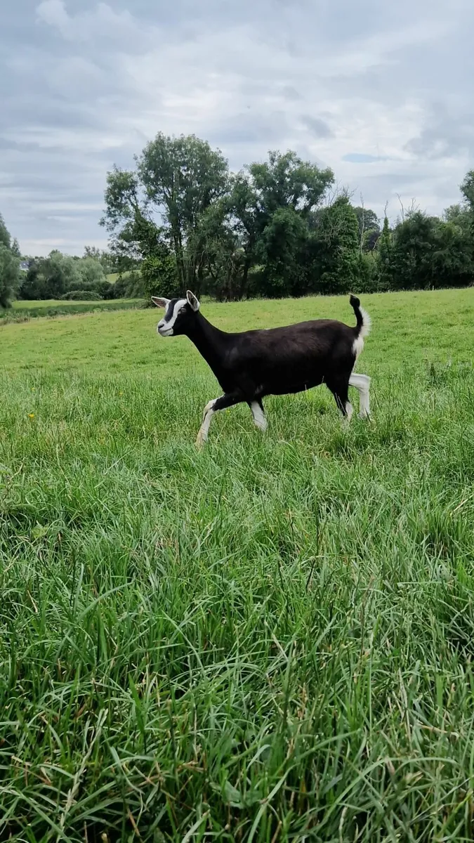 Pedigree Registered Alpine kid - Image 4