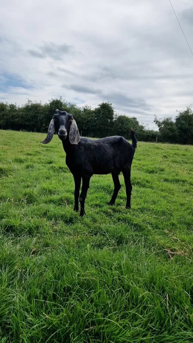 Pure bred Nubian female - Image 1