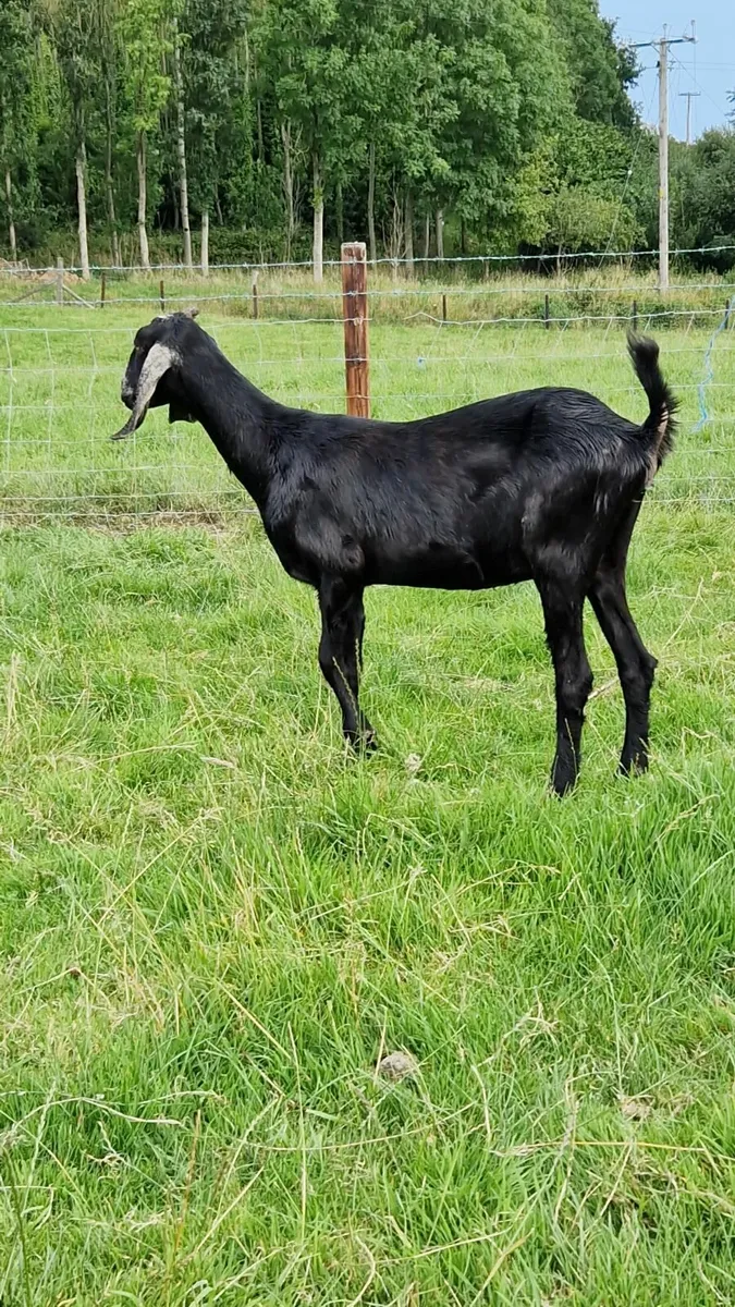 Pure bred Nubian female - Image 2