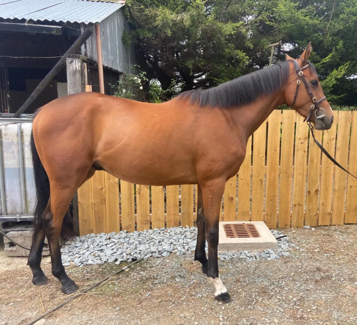 Horse - Image 2