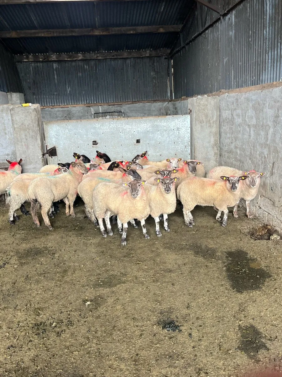 💥20 show quality ewe lambs 💥 - Image 1