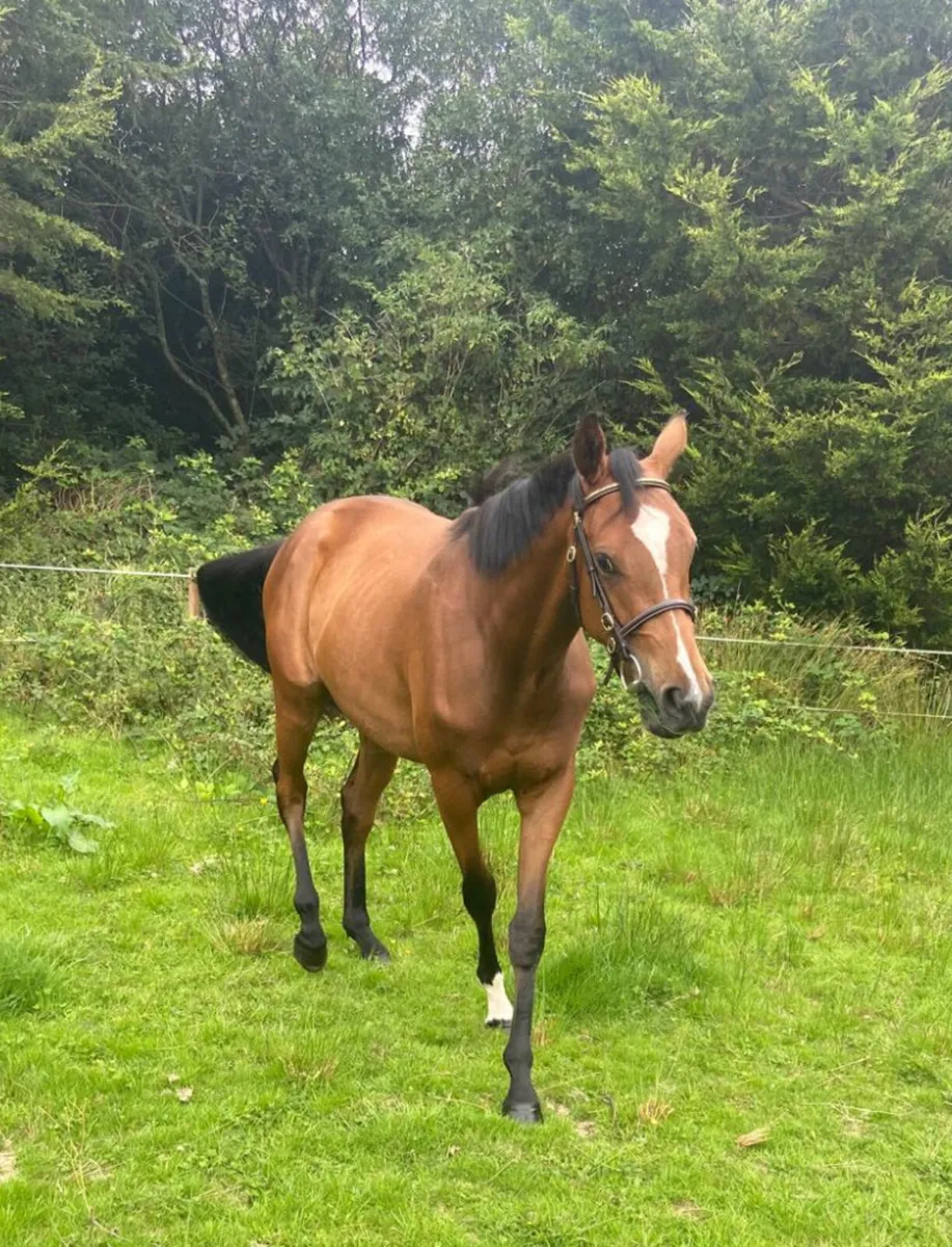 Horse - Image 3
