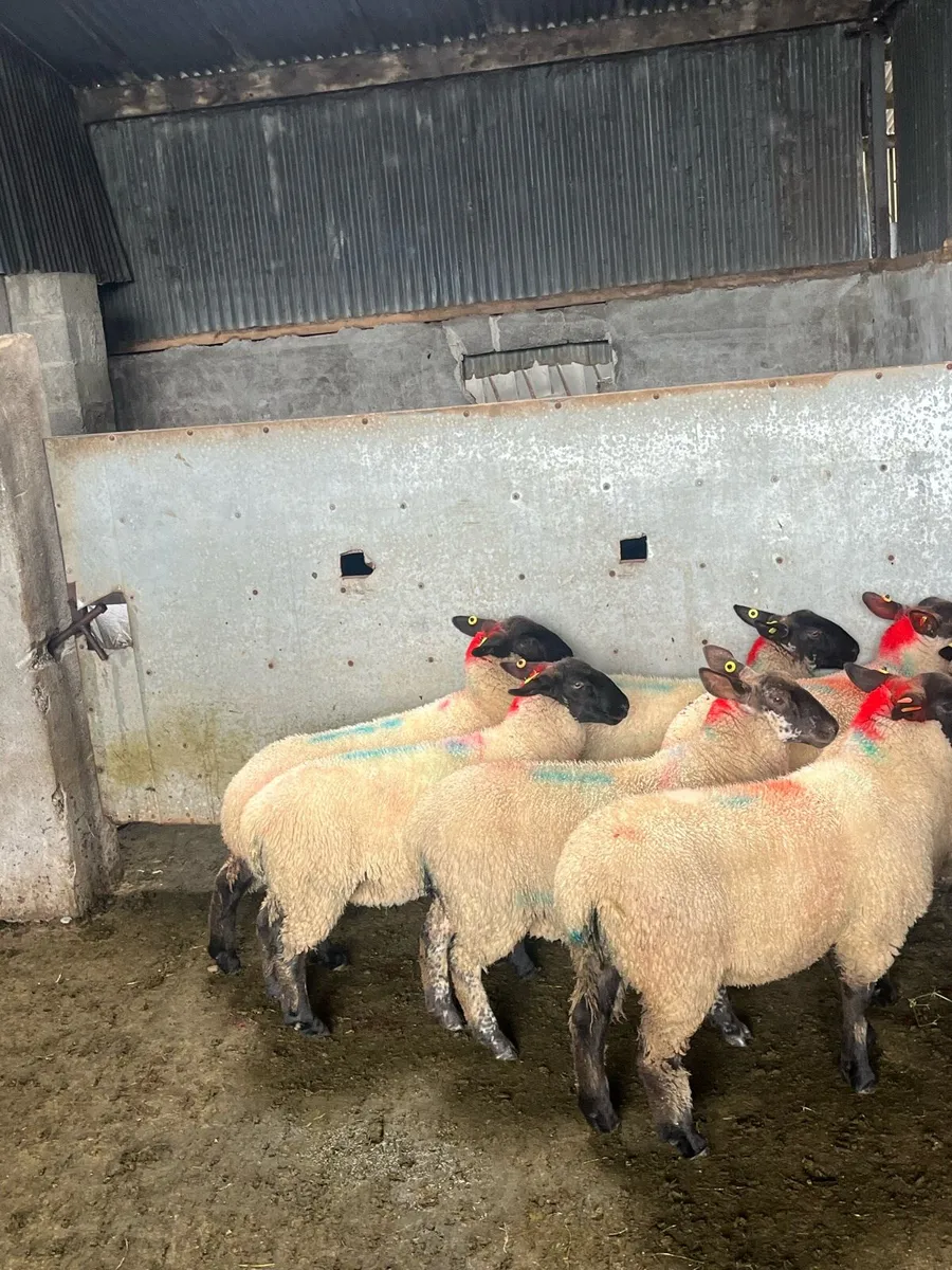 💥20 show quality ewe lambs 💥 - Image 2