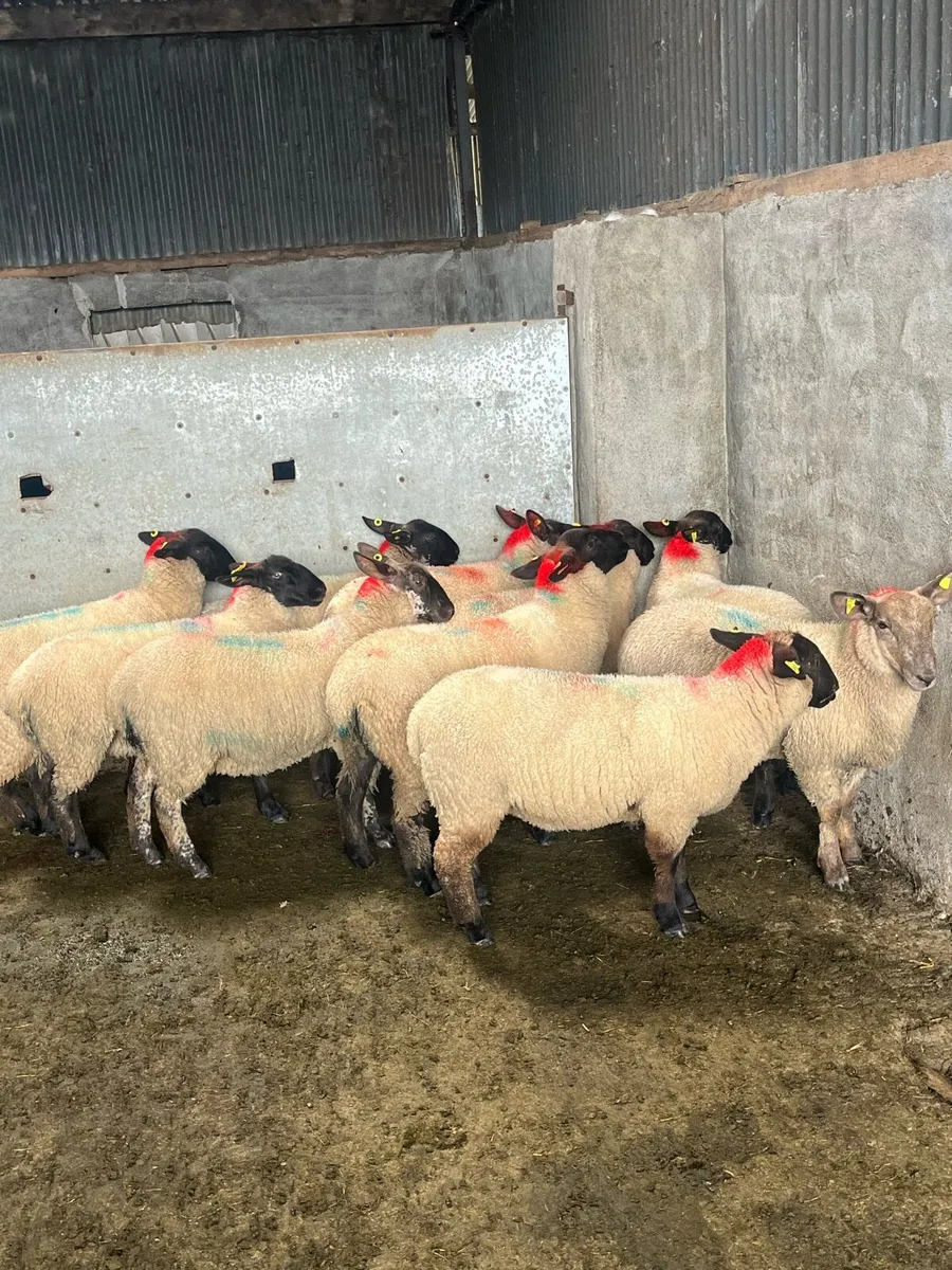 💥20 show quality ewe lambs 💥 - Image 3