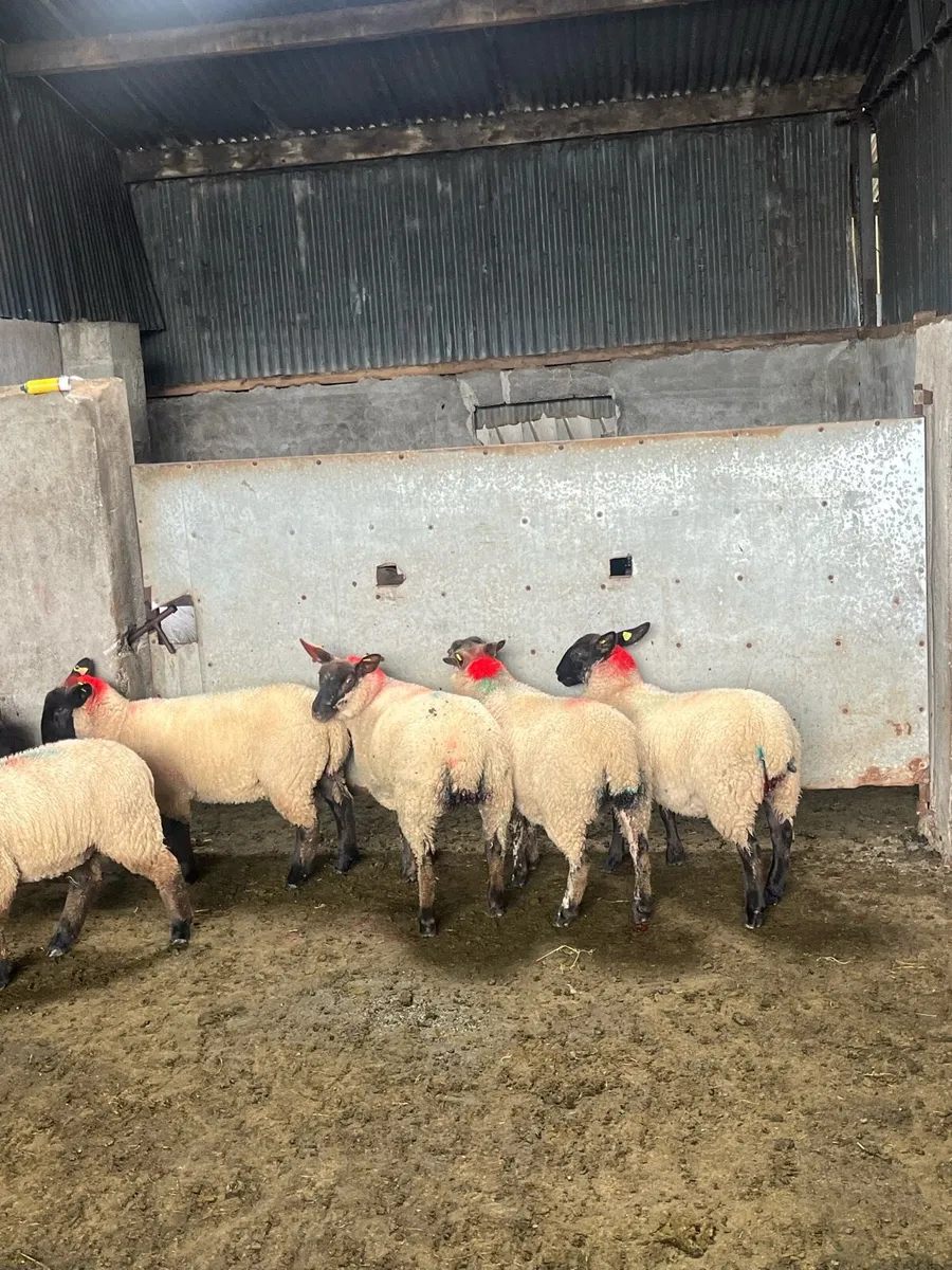 💥20 show quality ewe lambs 💥 - Image 4