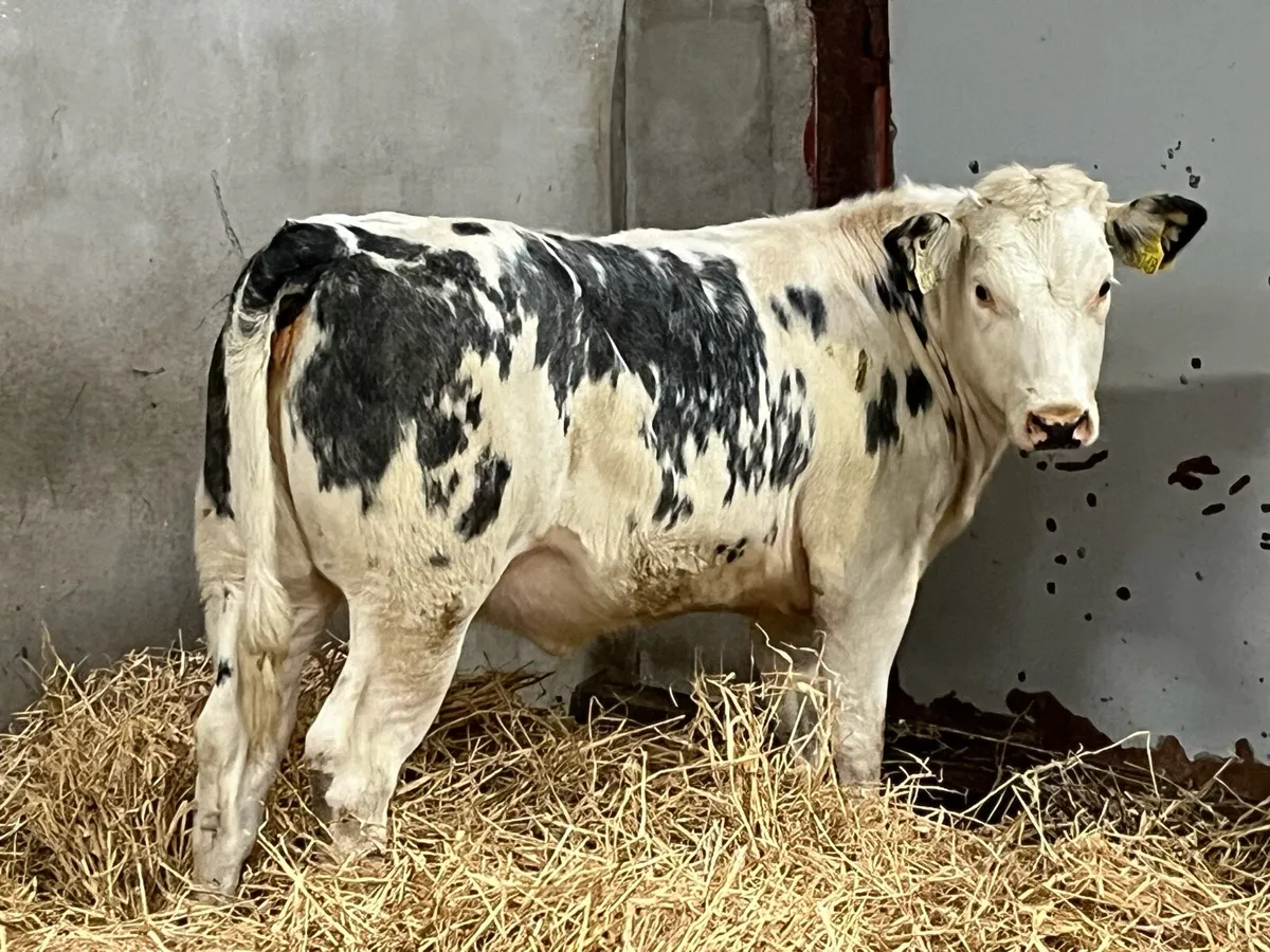 Super Belgian Blue Whitehead Heifer Weanling - Image 1
