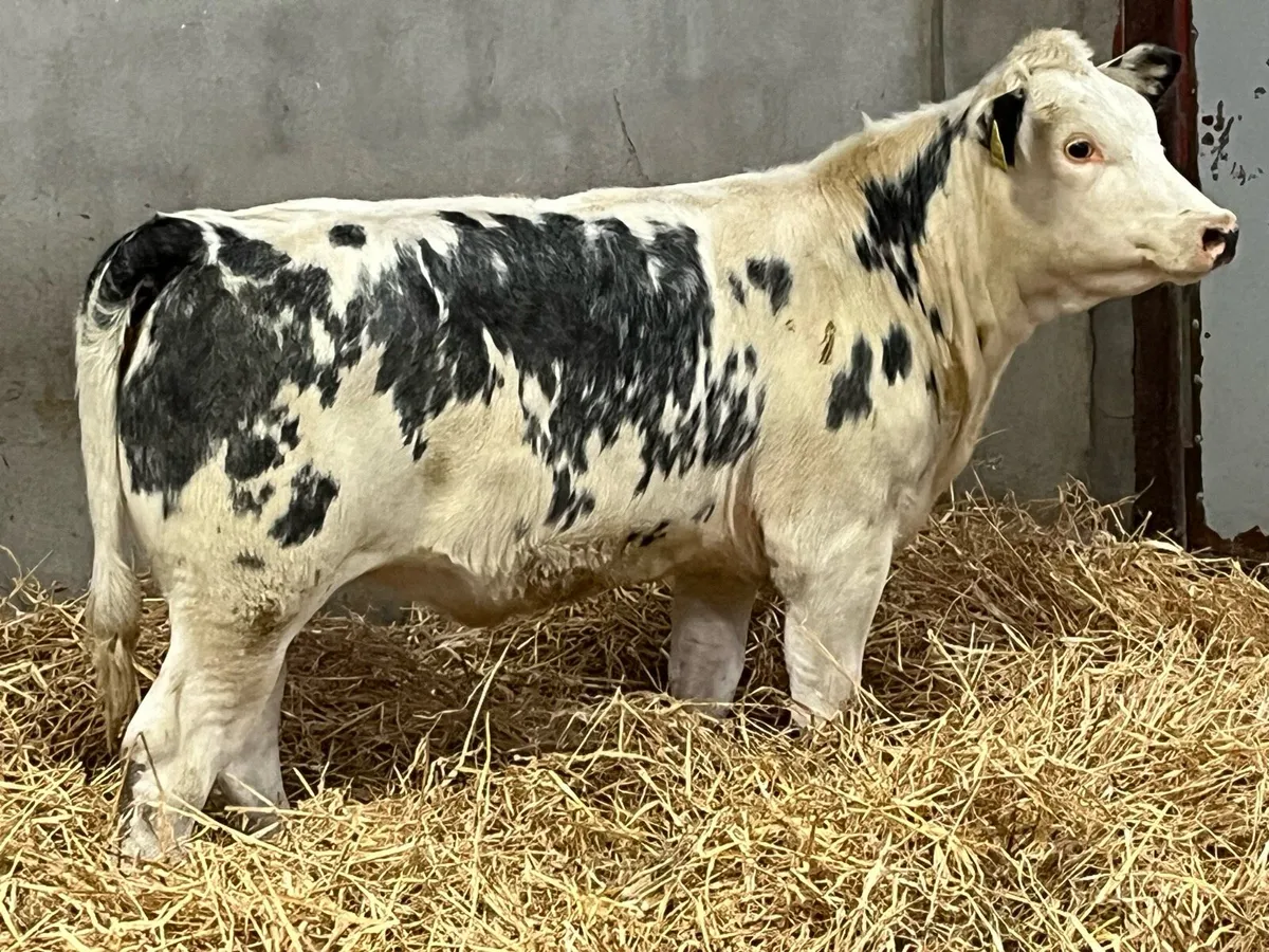 Super Belgian Blue Whitehead Heifer Weanling - Image 2