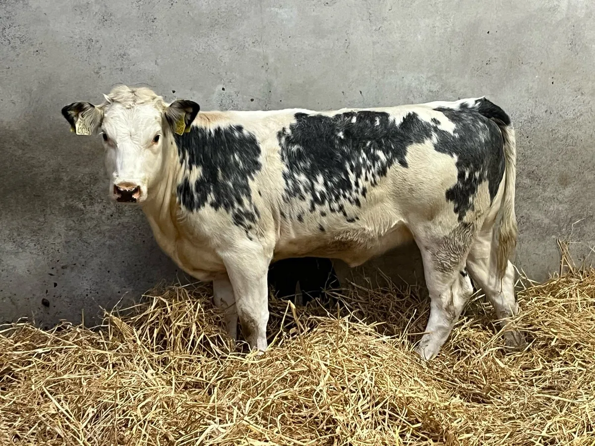 Super Belgian Blue Whitehead Heifer Weanling - Image 3