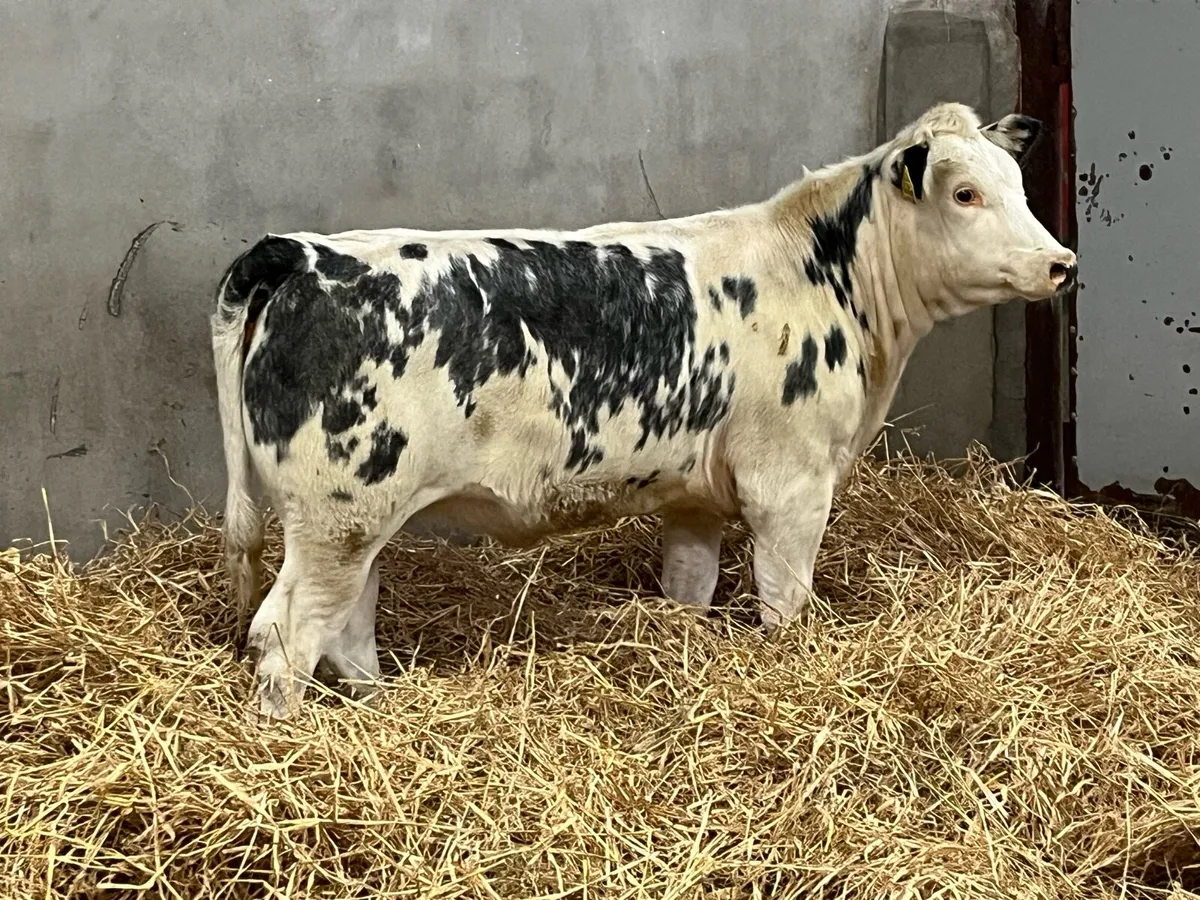 Super Belgian Blue Whitehead Heifer Weanling - Image 4