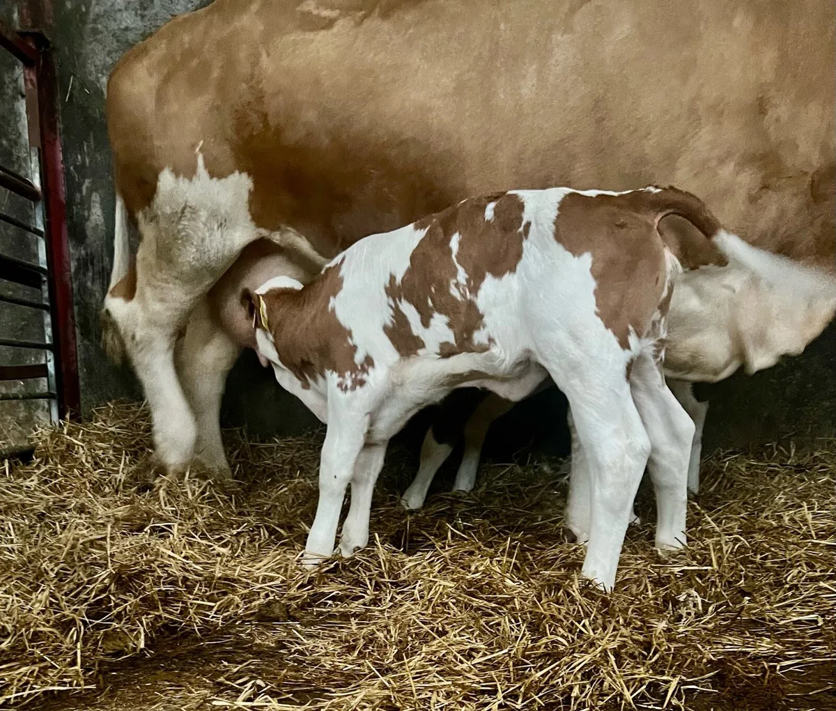 Calf - Image 1