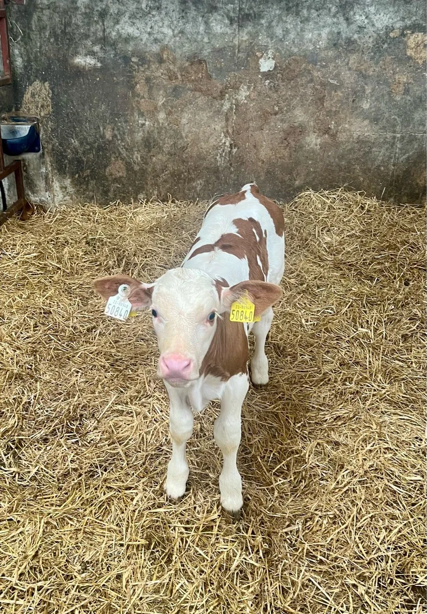 Calf - Image 2