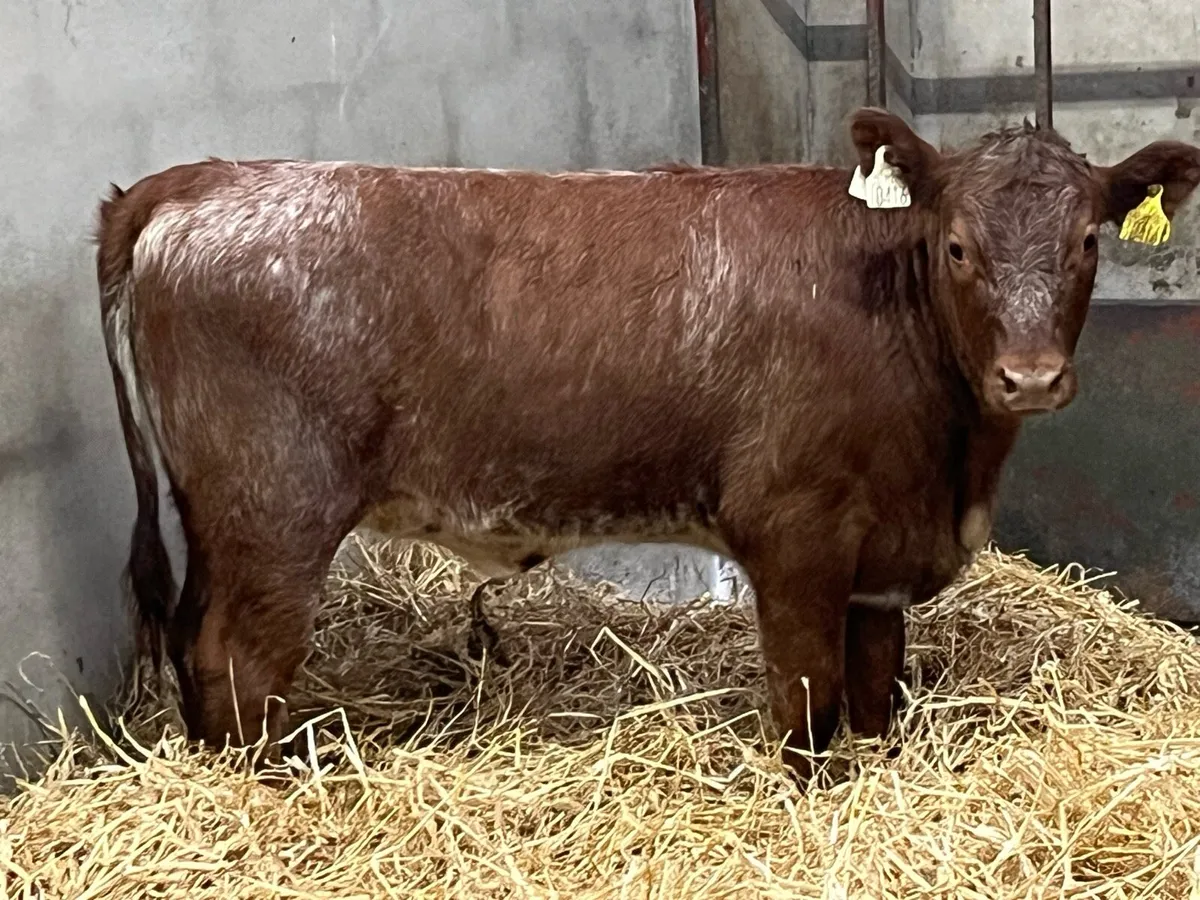 Super Red Roan Shorthorn Heifer Weanling - Image 1