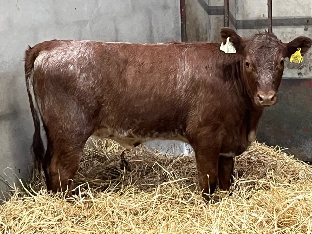 Super Red Roan Shorthorn Heifer Weanling - Image 2