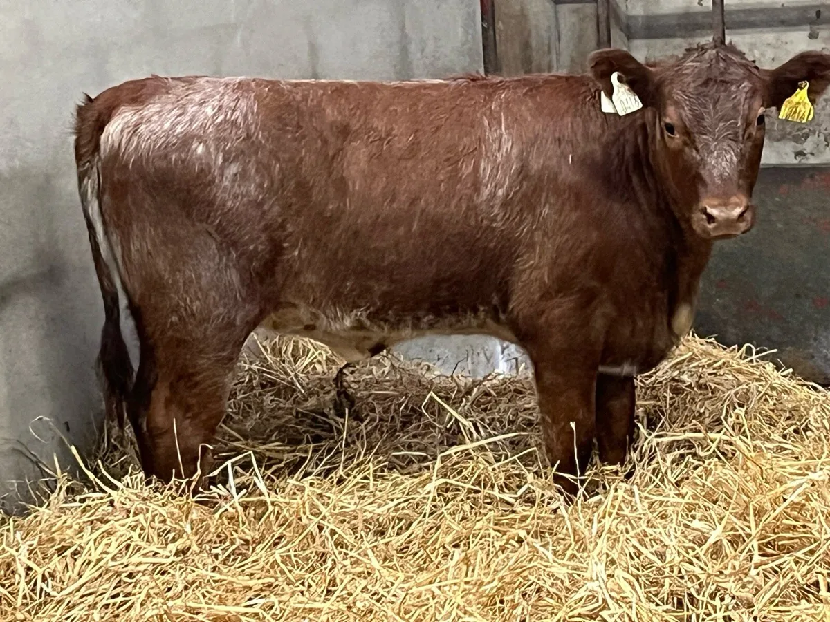 Super Red Roan Shorthorn Heifer Weanling - Image 3