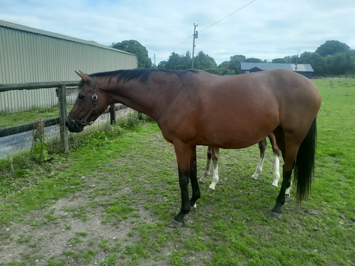 Mare and Foal - Image 2